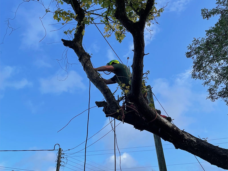 Devon Tree Surgeon